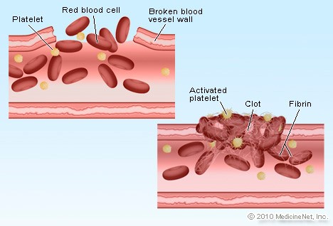 Platelets-2